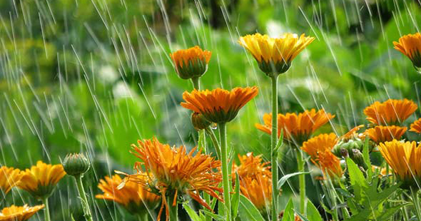 cara merawat tanaman saat musim hujan