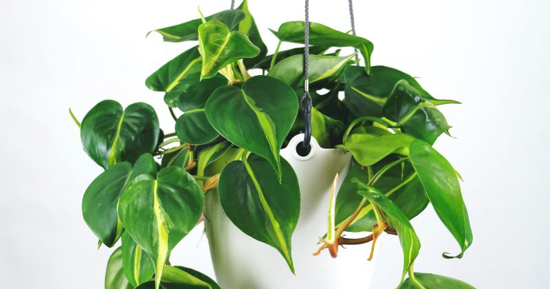 tanaman indoor yang bawa keberuntungan menurut Feng Shui