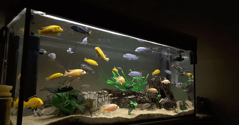 tips merawat aquarium bagi pemula